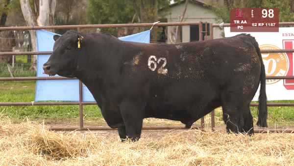 Lote TOROS ANGUS NEGROS  PC