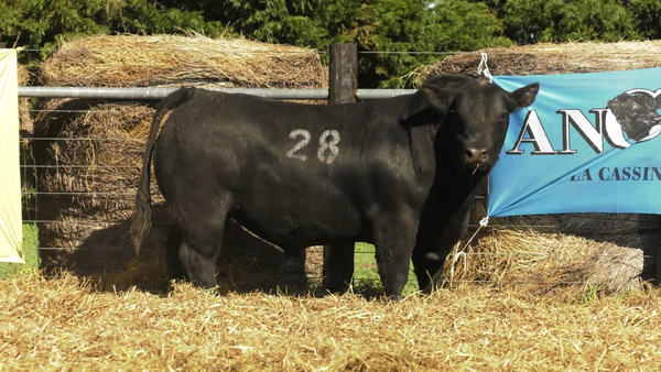 Lote TOROS ANGUS PURO CONTROLADO