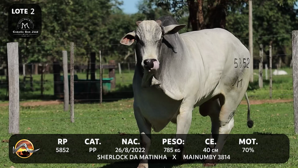 Lote LOTE 2