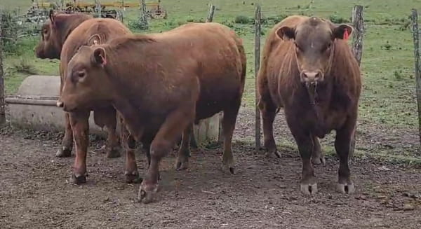 Lote Cabaña El Progreso de Heber Ramos