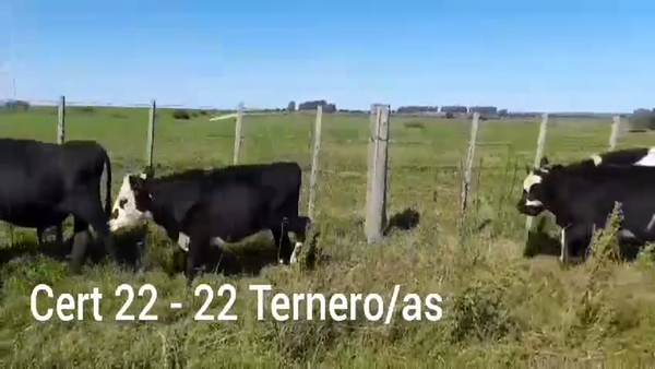 Lote TERNEROS Y TERNERAS