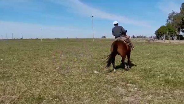 Lote (Vendido)Yegua CRIOLLO en LARRAÑAGA