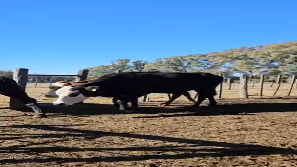 Lote 13 Vacas de invernar