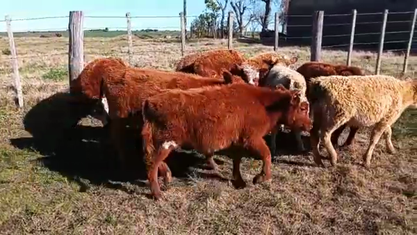 Lote 10 Terneras ANGUS 140kg - , San José