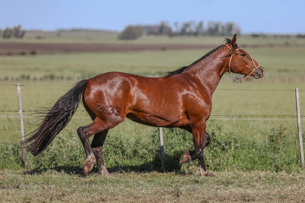 Lote DEL SILENCIO PALMA