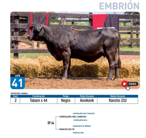 Lote Tabare x 44