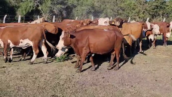 Lote 31 Vacas nuevas Preñadas en Villaguay, Entre Ríos