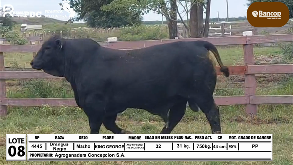 Lote Lote 8