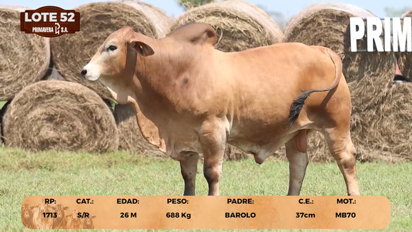 Lote LOTE 52