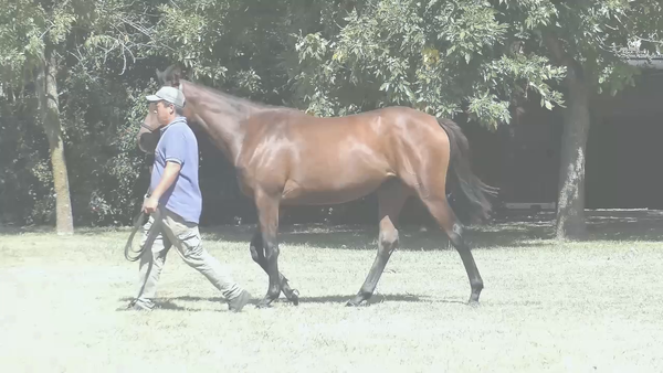 Lote LADYDIANA'S RIDE (RERIDE -  GRAN DAMA BASKA)