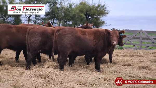 Lote HEMBRAS