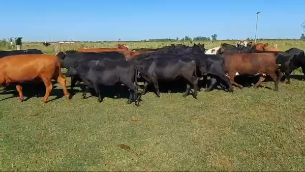 Lote 29 Vacas de invernar