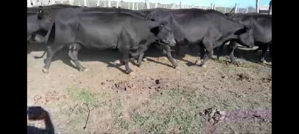 Lote 30 Vacas CUT preñadas en Villaguay, Entre Ríos