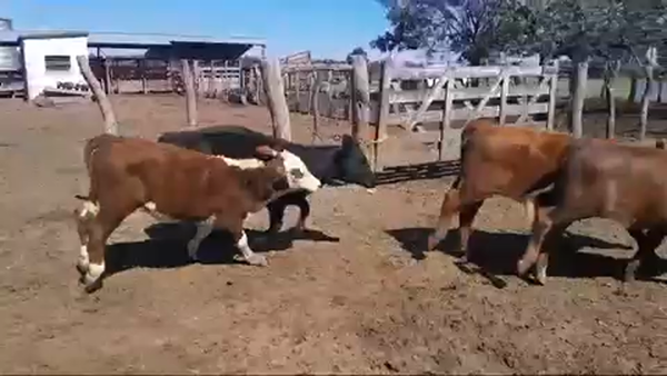 Lote 110 Terneras en San Jaime, Entre Ríos