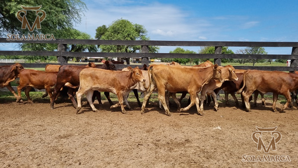 Lote Terneras CBO 2