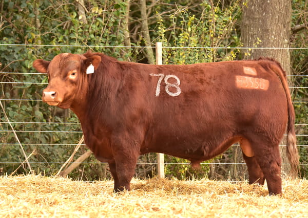 43550 — TOROS ANGUS PC
