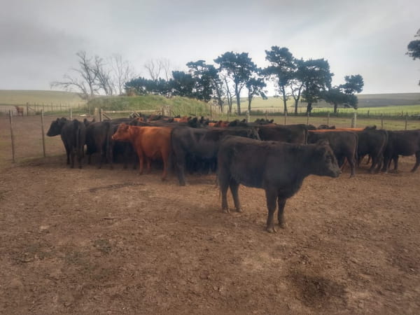 Lote SAENZ VALIENTE, BULLRICH Y Cia. S.A.