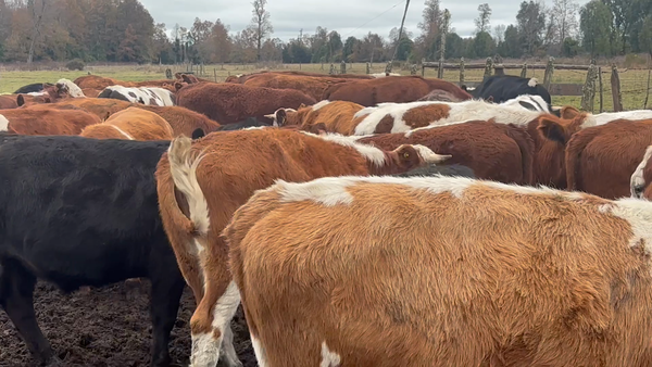 Lote 64 Novillo Engorda en Puyehue, X Región Los Lagos