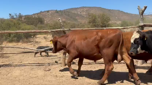 Lote 20 Novillo Engorda en La Ligua, V  Región Valparaíso