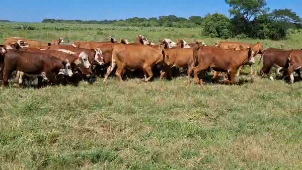 Lote 100 Terneras