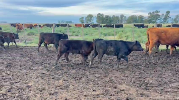 Lote 44 AL CTE ( USADAS )