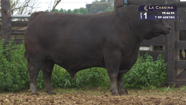 Lote TORO ANGUS PURO CONTROLADO
