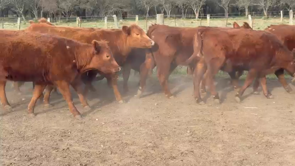 Lote 35 Vaquillonas C/ gtia de preñez en La Pampa, Ing. Luiggi