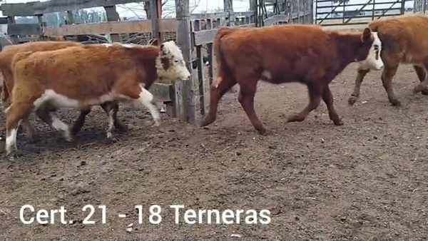 Lote TERNERAS