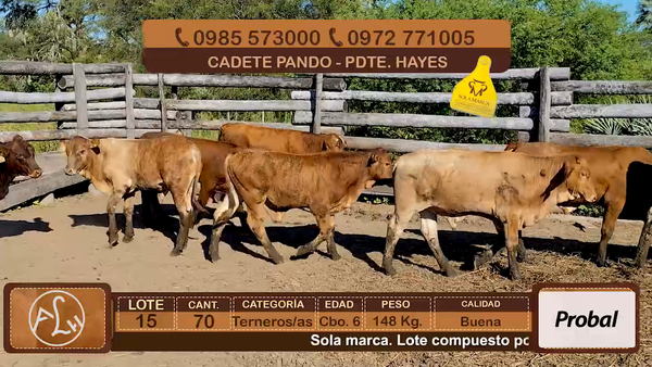 Lote Lote 15