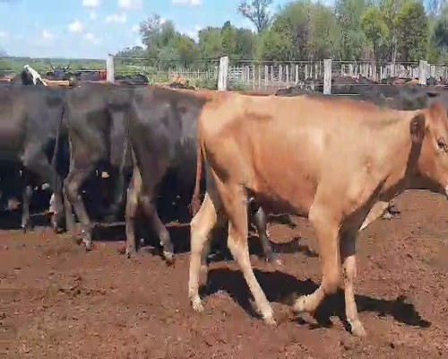 Lote 70 Novillos en Quimilí, Santiago del Estero