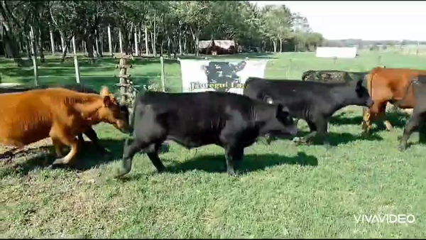 Lote 20 Terneros