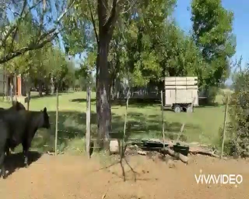 Lote 20 Terneros en La Plata, Buenos Aires