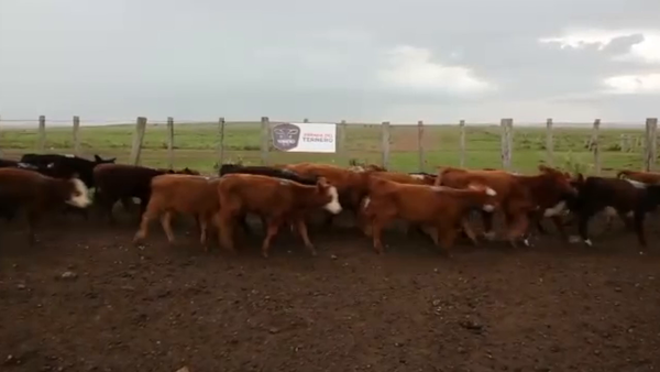 Lote 123 Terneras Cruza Carnicera 116kg -  en Parada fariña