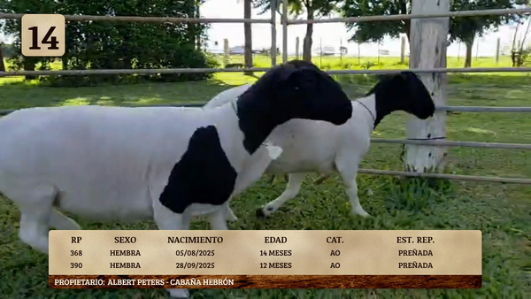 Lote LOTE 14