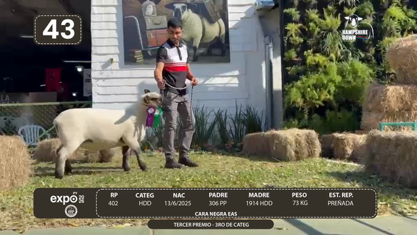 Lote LOTE 43 - BOZAL