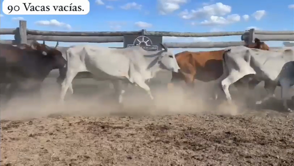 150 Vacas de Invernada en Presidente Hayes