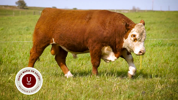 Lote TOROS SANTA MARIA DE ARAPEY