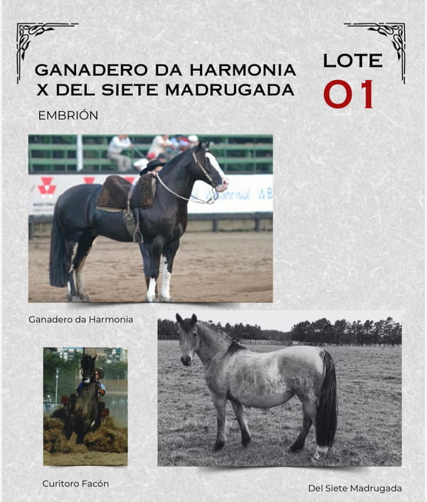 Lote GANADERO DA HARMONIA X DEL SIETE MADRUGADA