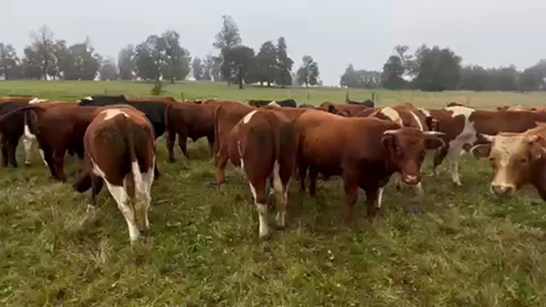 Lote 42 Novillo Gordo en Purranque, X Región Los Lagos