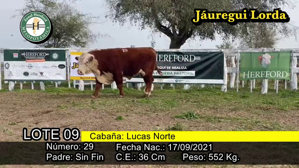 Lote TORO