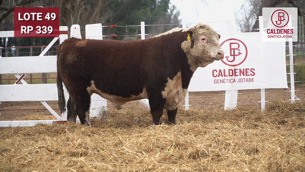 Lote Toro PR