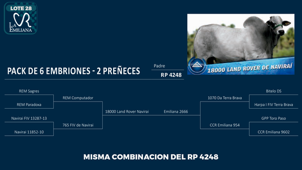 Lote LOTE 28