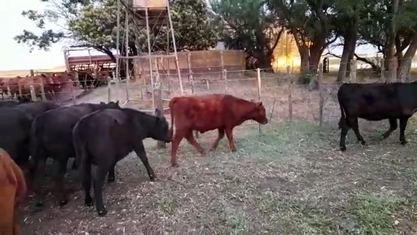 Lote 20 Terneros/as en Benito Juárez, Buenos Aires