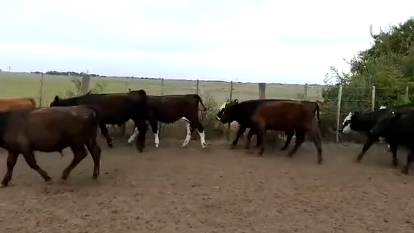 Lote 55 Terneros en Chascomús, Buenos Aires