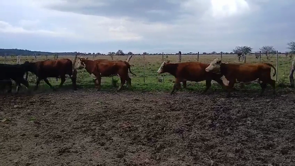 Lote 19 Vacas de invernar en Corrientes, Curuzu Cuatia