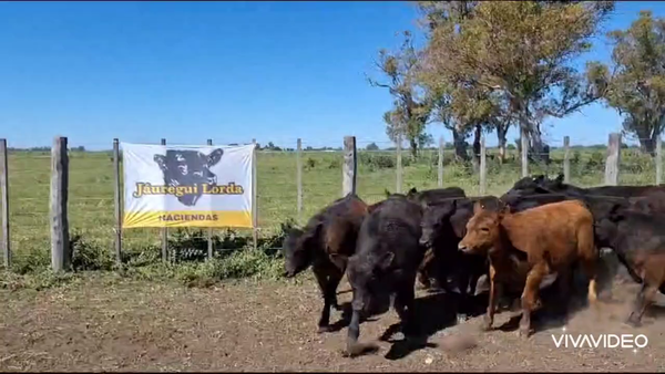 Lote 47 Terneros/as en Gral. Paz, Buenos Aires