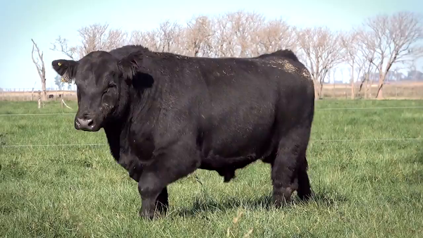 Lote Toros PP y PC a campo con DEPs