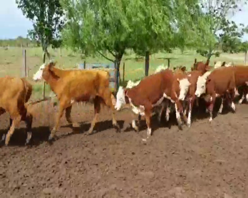 Lote 64 Terneros en Curuzú-Cuatiá, Corrientes