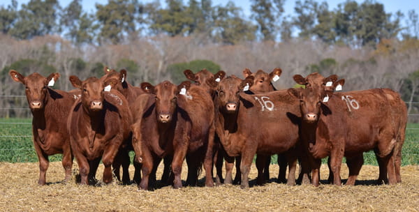 Lote VAQUILLONA ANGUS PC PRIMAVERA