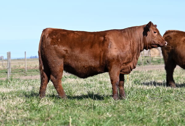 Lote TERNERAS PEDIGREE